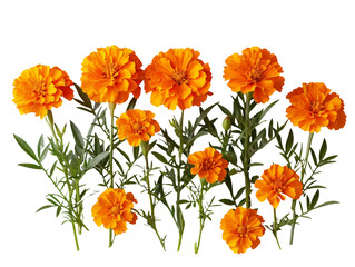 Set of branches of vibrant orange marigolds, full bloom and radiant