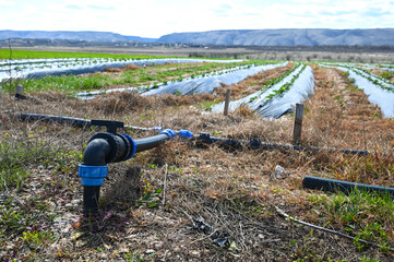 Hoses and pipes for irrigation of the strawberry plantation in the field. Irrigation of agricultural land.