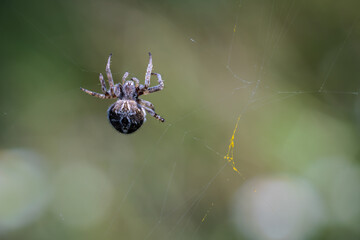 Spider in its natural environment.