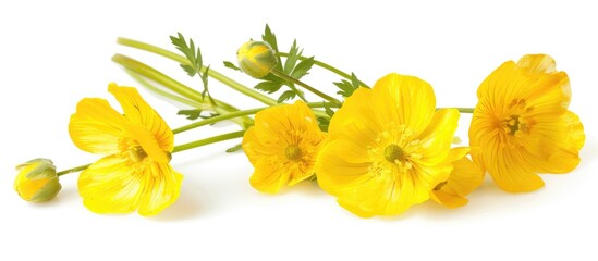 Yellow buttercup flowers are separated on a white background.