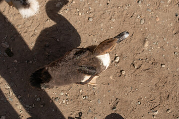 Brown duck standing on a dirt ground surface