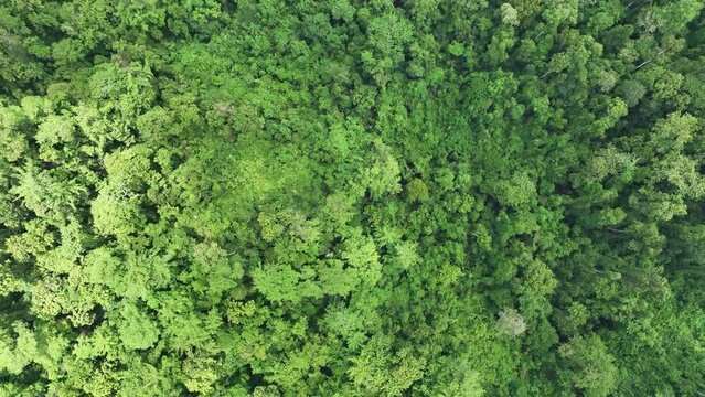 Thick rainforest covers the rugged island of Batanta, one of the larger islands in Raja Ampat, Indonesia. This remote, tropical region is known for its spectacular biodiversity.