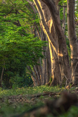 Beautiful nature trees in the forest with the natural light from the sun shining through the background. Green concept of loving nature and a sustainable environment.