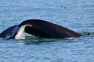 Fototapeta premium Humpback whale tail flapping