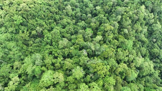 Thick rainforest covers the rugged island of Batanta, one of the larger islands in Raja Ampat, Indonesia. This remote, tropical region is known for its spectacular biodiversity.