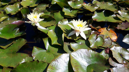 Water lily flowers in full bloom against a backdrop of green lily pads.  