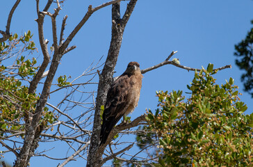 Vertical bottom view of Raptor Chimango Caracara (Daptrius chimango) bird posing on tree branches looking into the distance