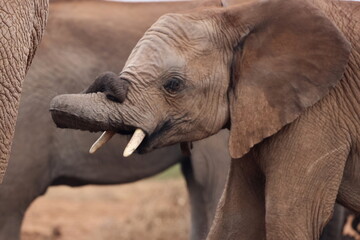 Baby elephant with twisted trunk