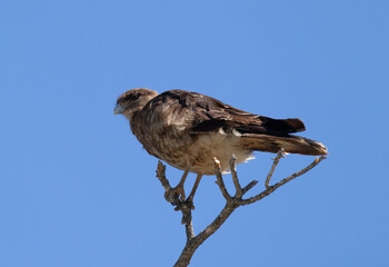 Vertical bottom view of Raptor Chimango Caracara (Daptrius chimango) bird posing on tree branches looking into the distance