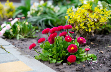 Beautiful flowerbed with flowering red daisies with other growing plants on background. Spring flowers.