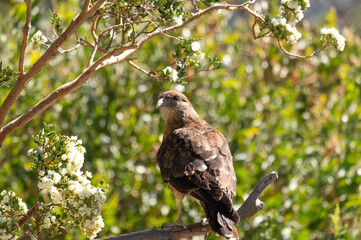 Vertical bottom view of Raptor Chimango Caracara (Daptrius chimango) bird posing on tree branches...