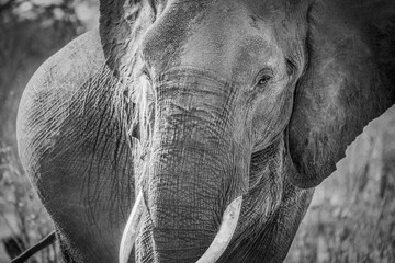 Elefant, Moremi, Botswana