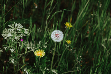 Delicate Dandelion Seed Head Amongst Vibrant Wildflowers