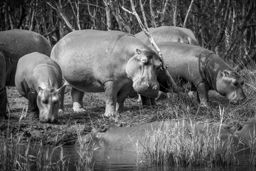 Flusspferde bei St. Lucia, Südafrika
