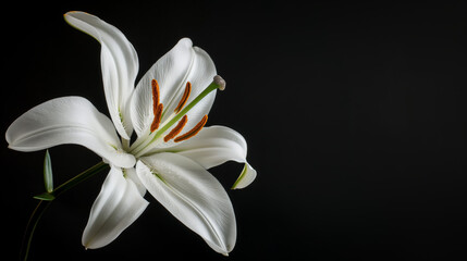 Fototapeta premium This image features a beautiful white lily with its delicate petals and prominent anthers against a stark black background, emphasizing the flower's purity and elegance