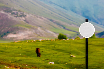 blank round white sign in front of cow, grazing at mountains meadow at summer day.