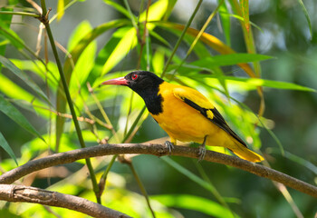 Tropical birds living in the Phu Quoc Island Safari Park Vietnam