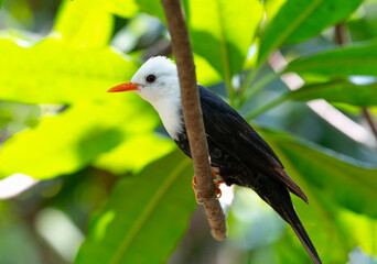 Tropical birds living in the Phu Quoc Island Safari Park Vietnam
