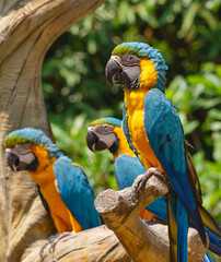 A flock of Macaw parrots with bright multicolored plumage are sitting on a branch