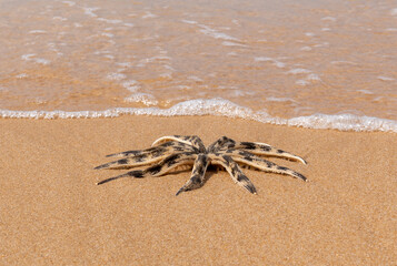 Starfish close-up on a sandy beach near the water's edge