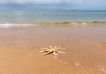 A starfish washed up on a sandy beach by a sea wave