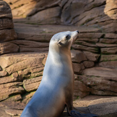 Naklejka premium Californian sea lion (Zalophus californianus) resting on a rock. Evening light. With space for text.