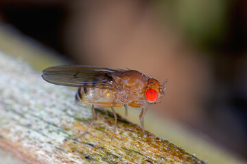 Obraz premium Drosophila suzukii, commonly called the spotted wing drosophila, cherry drosophila or SWD. It is a fruit fly, a serious pest of soft fruits. Insect on tomato.