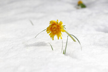 Löwenzahnblüte im Schnee. Kaltes Wetter mit Schneefall im Frühling