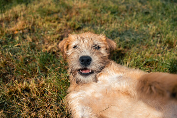 Naklejka na ściany i meble a smiling soft coated wheaten terrier puppy dog playfully bites and shows sharp teeth. Outside on grass with fluffy fur and tongue. Laughing and happy doggy