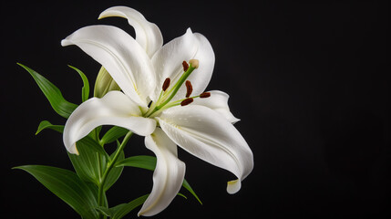 A simple yet sophisticated close-up shot of a pristine white lily with its detailed stamens, against a stark black background