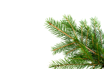 Fresh green Christmas tree branch on corner border, transparent background