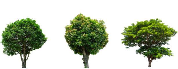 Mango trees isolated on transparent backgrounds
