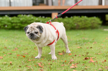 Cute Smart pug Puppy Dog In the Backyard