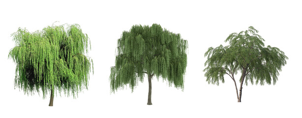 Willow Tree collection Isolated on white © Link Parker