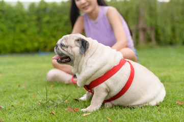 Happy asian woman playing with Cute Smart pug Puppy Dog In the Backyard