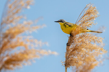 Western Yellow Wagtail, Motacilla flava, bird looking around environment.