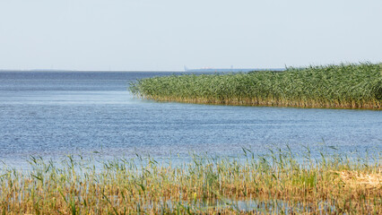 Calm water of the lagoon with lush common reed on the shore - obrazy, fototapety, plakaty