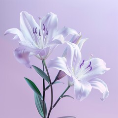 Elegant white lilies poised gracefully on a pastel lavender background, perfect for luxury spa or bridal promotions