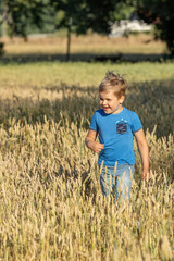 Little boy in blue clothes are playing in a yellow wheat field