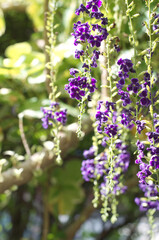 Showy sky flowers with green leaves. (Duranta erecta, Golden Dew Drop, Pigeon Berry)