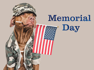 Memorial Day. Adorable dog and congratulatory inscription. Close-up, indoors. Studio shot. National holiday concept. Congratulations for family, relatives, friends, colleagues. Pets care