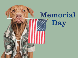Memorial Day. Adorable dog and congratulatory inscription. Close-up, indoors. Studio shot. National...