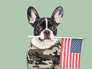 Adorable puppy dog, American Flag and military shirt. Close-up, indoors. Studio shot. Congratulations for family, loved ones, relatives, friends and colleagues. Pets care concept