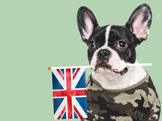Adorable puppy dog, British Flag and military shirt. Close-up, indoors. Studio shot....