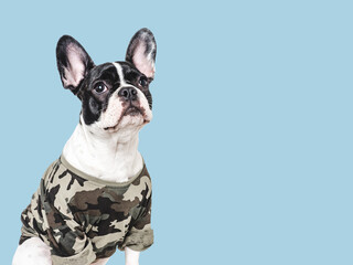 Adorable puppy and military shirt. Closeup, indoors. Studio shot. Congratulations for family, loved ones, relatives, friends and colleagues. Pets care concept