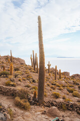 Tall cactus in Incahuasi island on Salar de Uyuni salt flats, Bolivia