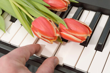 Hand of man on a keyboard and are three red tulips.