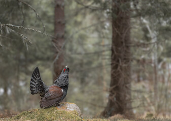 Majestic Western capercaillie (Tetrao urogallus) displaying during their mating season