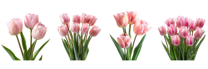 Pink Tulips - Spring Flower on transparent background