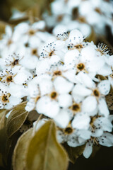 white flowers in the spring